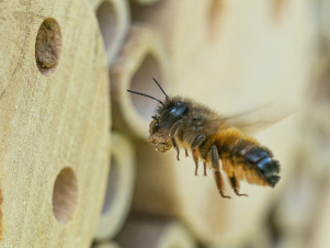 Gehörnte Mauerbiene